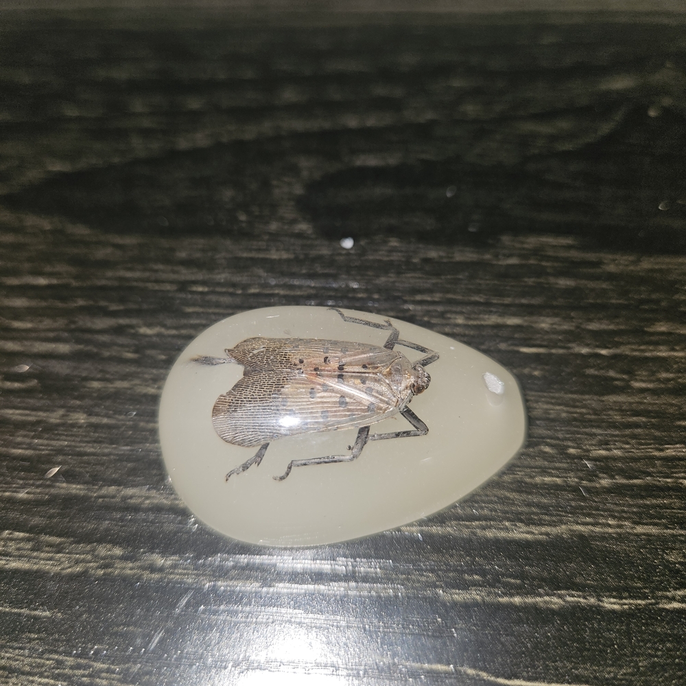 🦋 Lot B/E Real Taxidermy Insect Resin Pendant